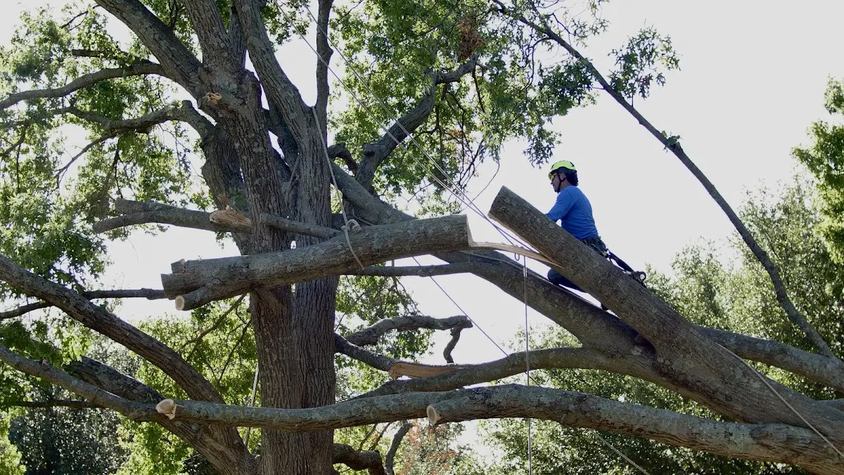 Professional Crown Thinning performed by certified arborists in Burt