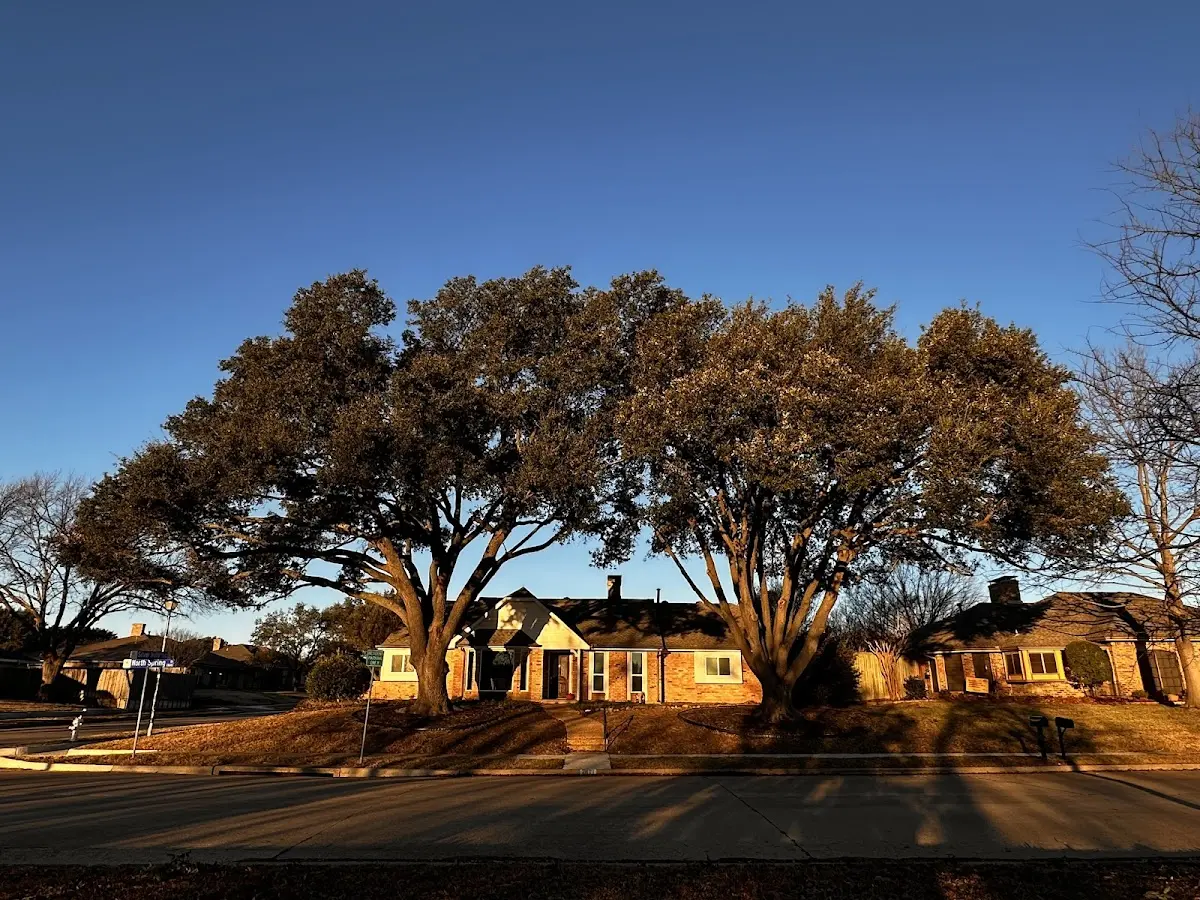 Established residential canopy tree shading a home in Burt